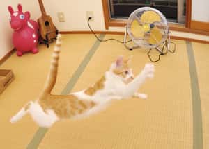 貓真的沒有九命  談貓咪的「高樓症候群」