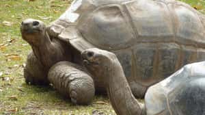 草食性陸龜獵捕鳥類 鏡頭首度直擊驚奇畫面