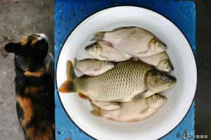 斯里蘭卡下「魚雨」