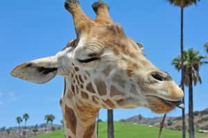 研究：原來長頸鹿有四種