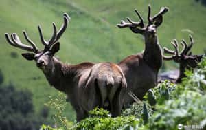 【看進你心裡的地球 24小時】06/02  鹿茸採收季