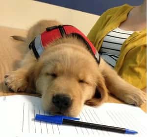 看到沒有主人在身旁的服務犬時，我們該怎麼做？