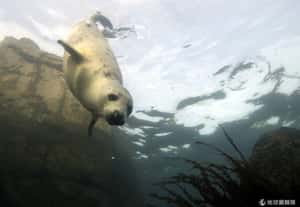 研究：海豹愛去風力發電機附近找食物