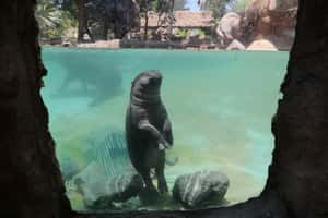 【地球 24小時】01/09 小小河馬說哈囉