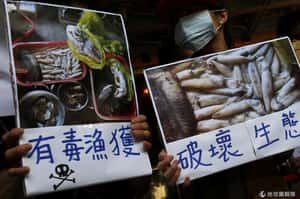 「我是越南人，我選魚」- 煉鋼廠廢水是大量魚蝦死亡元凶?