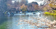 東京賞櫻景點與近郊景點 東京最適合居住之地與美麗櫻花景點井之頭恩賜公園