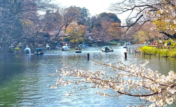 東京賞櫻景點與近郊景點 東京最適合居住之地與美麗櫻花景點🌸井之頭恩賜公園