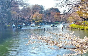 東京賞櫻景點與近郊景點 東京最適合居住之地與美麗櫻花景點🌸井之頭恩賜公園