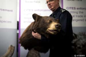 從穿山甲到蛇頭靴  那些被英國海關攔下的走私品