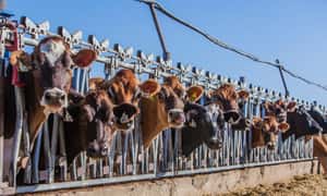 蔬食減碳阻止暖化   學者建議課肉稅