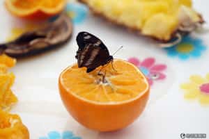 蝴蝶生得真美麗  英國博物館推出蝴蝶展