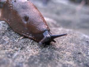 生吃蛞蝓引癱瘓  澳洲少年8年後斷氣