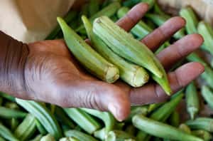 意想不到的環保小尖兵 「秋葵」成微塑膠新剋星