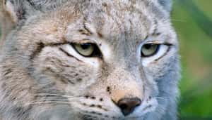 難民潮下的犧牲者   被鐵絲網絞死的動物們