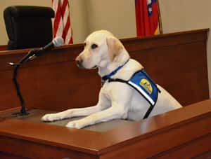 脆弱時有牠們守護   美法院引入「設施犬」助法院審案