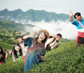白露限定！阿里山秋季茶會，晨光茶席、光影裝置、以茶入菜3種體驗全包了