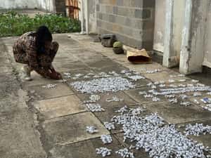 肯亞破獲走私案，行李箱裡藏千隻螞蟻　官方警告將造成經濟與生態危機