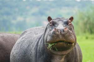 哥倫比亞「古柯鹼河馬」要搬家　移送至印度、墨西哥