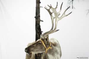 氣候變遷冰凍挪威苔原 超過200頭馴鹿集體餓死