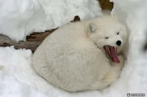 汞毒意外吃下肚    北極狐保育堪憂