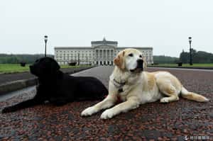 將近600天無政府  北愛爾蘭破比利時紀錄