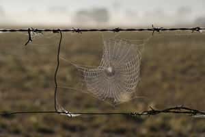 「蜘蛛絲：驚奇揭密」科學家發現蜘蛛絲比鋼鐵更堅韌的原理，將用於醫療與防護裝備