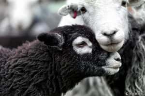 牧羊生活不簡單   英攝影師拍下絕美湖區景象