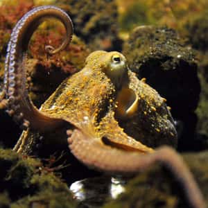 不請自來秒被打 澳洲地理學家遭章魚教訓