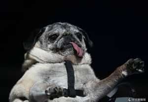 世界狗狗選醜大賽