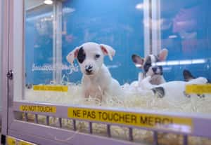 「不只人類需要更好的法案，動物也需要」2024年全球動物新法上路