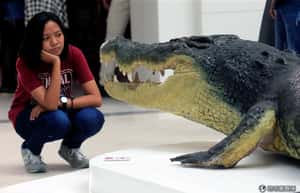 近300隻鱷魚被殺  印尼村民發動報復性攻擊