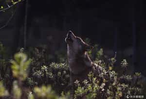 美研究：狼的出現改善灰熊飲食