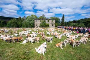 世界上最大的黃金獵犬聚會！450隻狗狗齊聚蘇格蘭慶祝誕生155週年