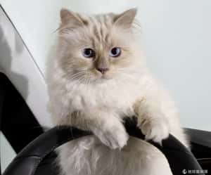 動物富豪   有致富捷徑!