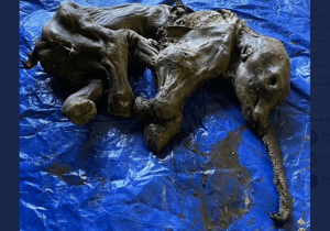 冰封3萬年的小長毛象 加拿大出土冰河時期的動物木乃伊