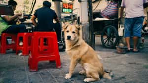 破門抓狗、直播追捕　為防「狗咬人」再度上演，中國捕狗亂象四起