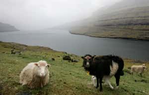 羊便便會說話：法羅群島首批居民另有其人 不是維京人究竟是誰？