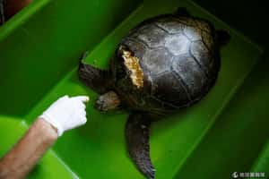 開發商不准來！土耳其保衛海龜大作戰