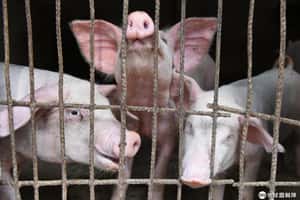 想穩定豬肉價格  中國政府釋出1萬噸冷凍豬肉