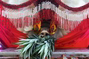 【地球 24小時】09/07  桃園中元賽神豬