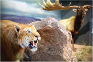冰河時代最強掠食者「洞獅」身世終於揭曉！科學家：牠們不是現代獅子的祖先