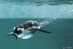 只能辨識酸鹹   企鵝吃魚不知味