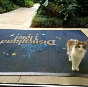 【國際新聞喵一下】為什麼迪士尼樂園沒有真的老鼠，因為他們有一群捕鼠大隊