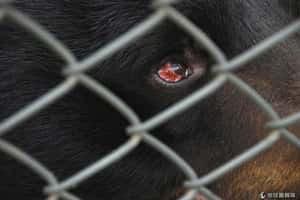 越南政府與民間合作 終結非法養熊場