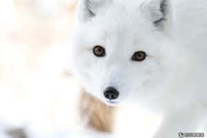 忍不住讚嘆  冰天雪地中的美麗動物