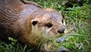 可愛也是一種罪？Instagram風潮讓水獺離絕種更進了一步