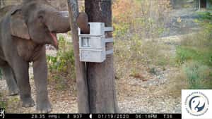 人有百百種，大象也是！研究：有些野生亞洲象較有耐心，能為食物破解複雜機關