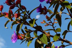 從霍頓平原到墾丁國家公園，臺灣與世界自然遺產的差距