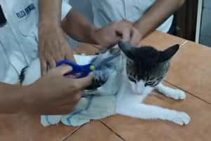 哥斯大黎加「運毒貓」落網　走私毒品進入監獄時遭當場逮捕