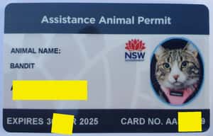 「向藥物說不！和療癒貓貓說YES」澳洲新南威爾斯首隻輔助性貓咪